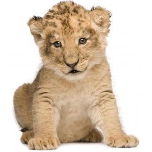 Autocollant Sticker Voiture Moto Deco Animal Animaux Bebe Lion Lionceau Enfant