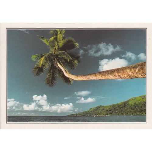 Seychelles, " Palmier Sur Le Ciel De Mahé ".