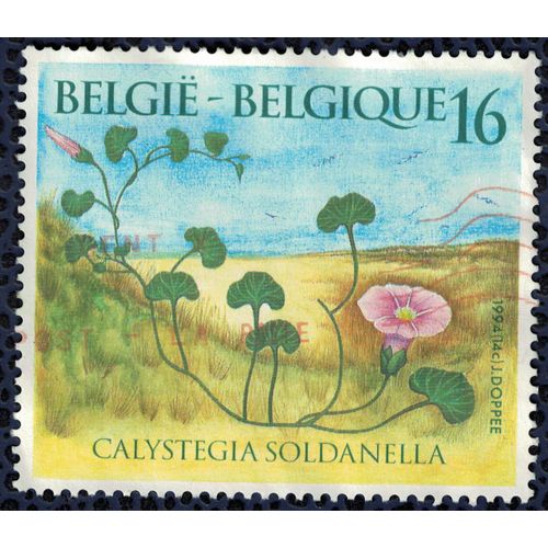 Belgique 1994 Oblitéré Used Flowers Fleurs Calystegia Soldanella Liseron Des Dunes
