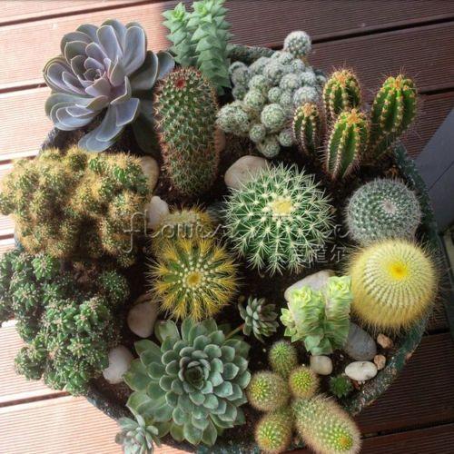 Mix Cactus Géant Gigantesque 10 Graines