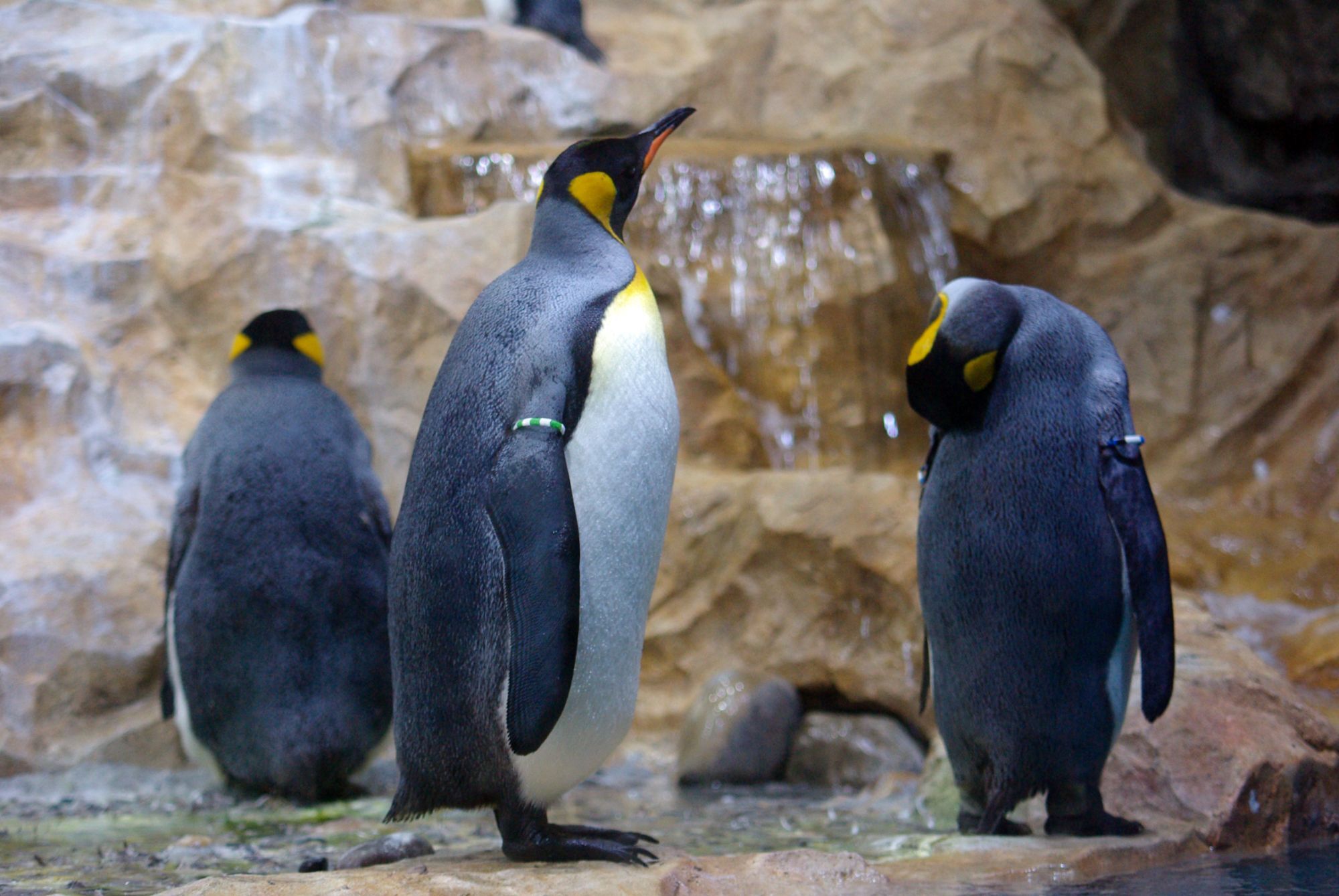 Billet d'entr�e Parc Marineland_image_1|Rakuten