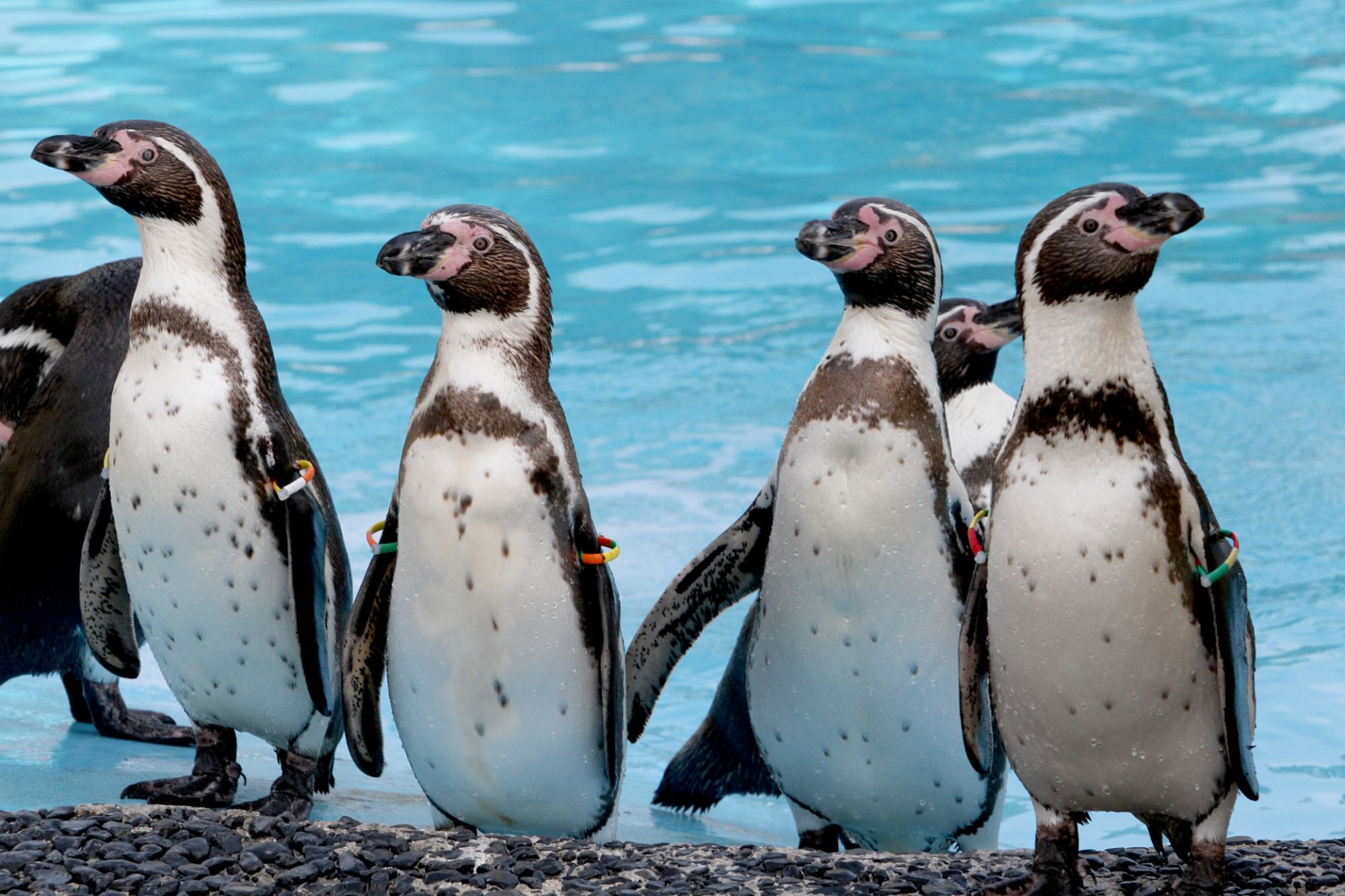 Billet d'entr�e Parc Marineland_image_4|Rakuten