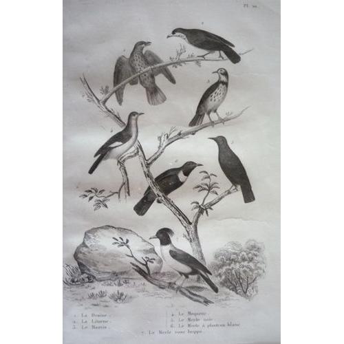 Gravure D'oiseaux De Buffon. Planche 20 : La Draine, La Litorne, Le Mauvis, Le Moqueur, Le Merle Noir, Le Merle À Plastron Blanc, Le Merle Rose Huppé