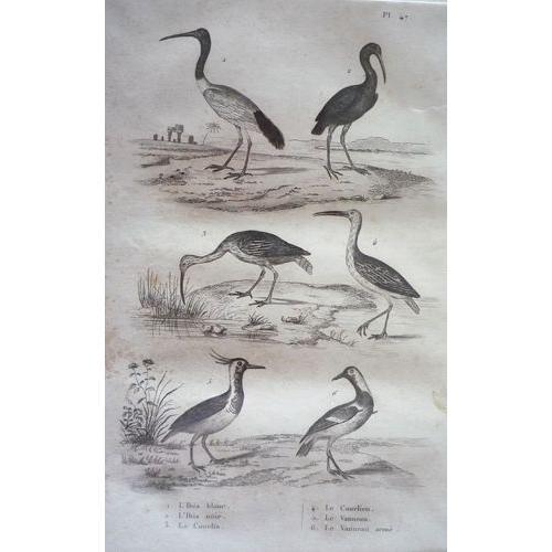 Gravure D'oiseaux De Buffon. Planche 47 : L'ibis Blanc, L'ibis Noir, Le Courlis, Le Courlieu, Le Vanneau, Le Vanneau Armé