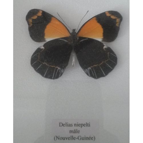 Papillon Naturalisé Delias Niepelti Mâle