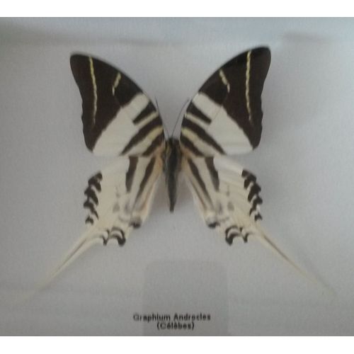 Papillon Graphium Androcles - Célèbes, Naturalisé