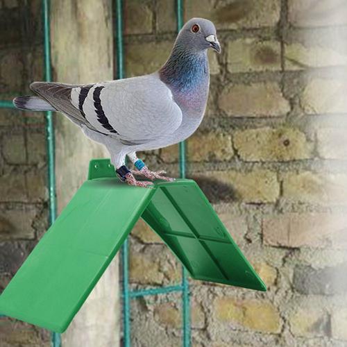 Petit Support AntidéRapant En Plastique Vert, 10 PièCes, Support De Repos Pour Colombe, Perchoirs Pour Pigeons, Cadre De Perchoir, Fournitures Pour Oiseaux