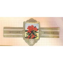 Willem Ii 2169 Buisson Ardent