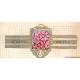 Willem Ii  2107 Phlox