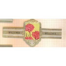 Willem Ii  2312 Armeria