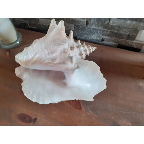 Coquillage Lambi