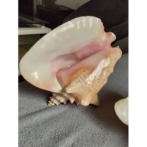 Coquillages Lambi
