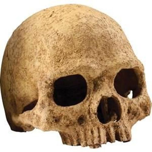 Primat Skull Décoration 15x16x16 Cm