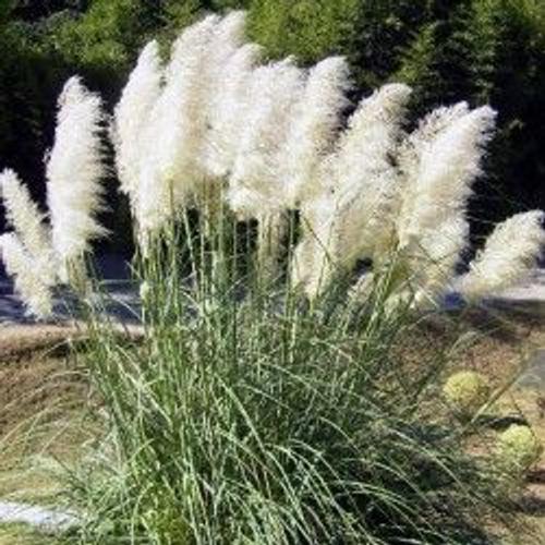 HERBE de la PAMPAS blanche GEANTE white pampas grass Lot de 10 graines  Record du monde | Rakuten