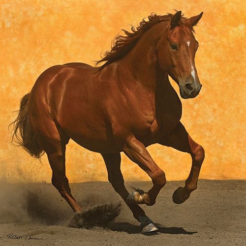 Puzzle 1000 Pièces Au Galop