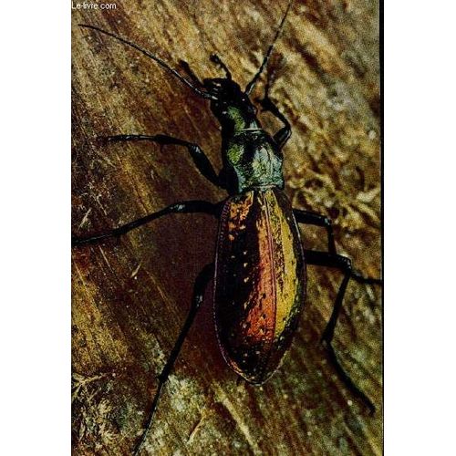 Carabologia N°1. Revue Trimestrille De Carabologie. Michel Tarrier Le Dilemme Des Carabus Megodontus Purpurascens F. A Relief Elytral En Voie D Evolution