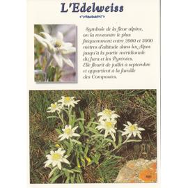 Image de montagne, l' Edelweiss, symbole de la fleur alpine. | Rakuten