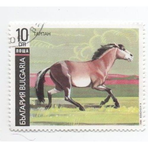 Timbre Bulgarie Bulgar Oblitéré Cheval Horse Equitation 
