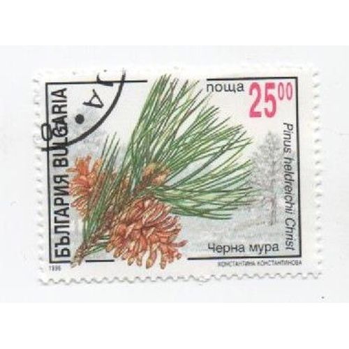 Timbre Bulgarie Bulgar Oblitéré Plante Pinus Heldreichii Christ 