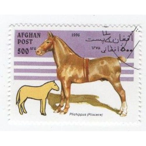Timbre Oblitéré Afghan Afghanistan Cheval Animaux Chevaux 500
