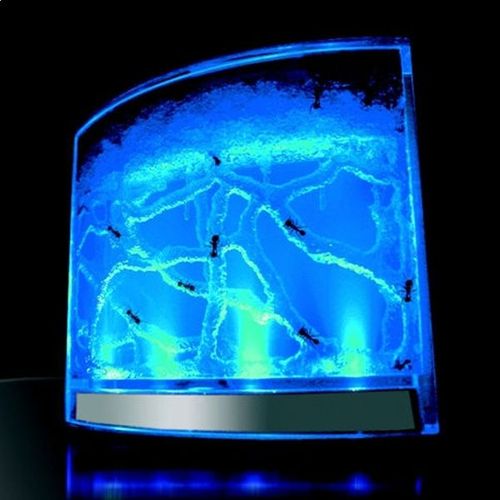 Antworks Vivarium Pour Fourmi À Led Milieu Évolutif À Éclairage