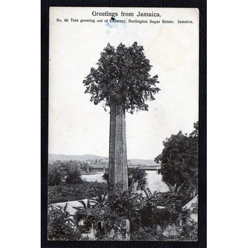 Carte Postale Ancienne, Jamaïque - Jamaica, Greetings From Jamaica, Tree Growing Out Of Chimney, Burlington Sugar Estate