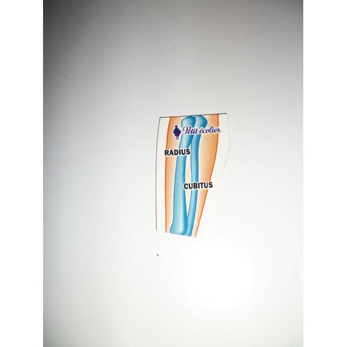 Magnet Petit Écolier - Radius Cubitus