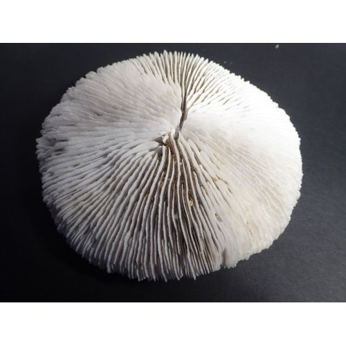 Superbe Corail Mort - Origine Polynésie - Objet De Vitrine