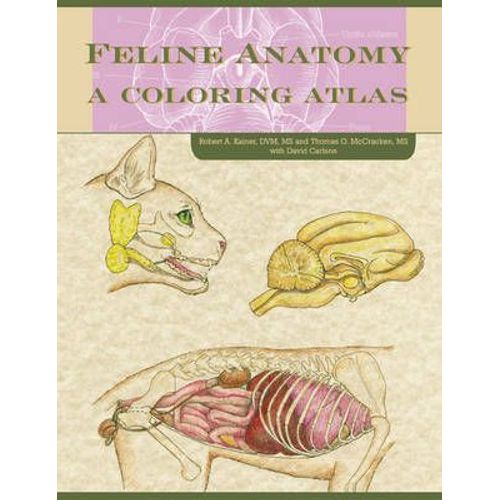 Feline Anatomy