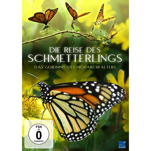Die Reise Des Schmetterlings