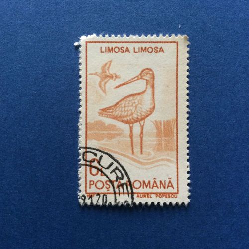 Roumanie - Oiseau - Limosa Limosa (Y & T 3929)