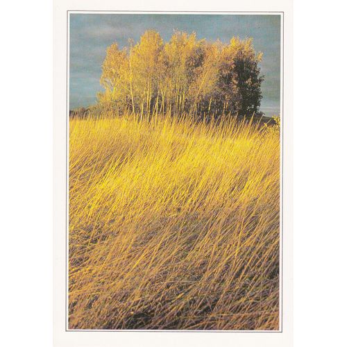 Finlande, " Paysage De Laponie En Automne ".