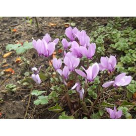5 Bulbes De Cyclamen