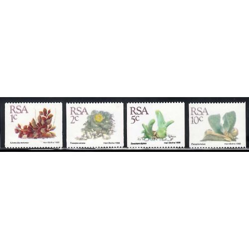 4 Cactus D'afrique Du Sud