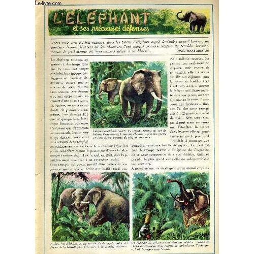 Tout L'univers - Documentaire N°36 - L'elephant Et Ses Precieuses Defenses