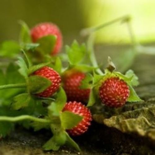 30 Graines De Duchesnea Indica Fraise De Duchesne