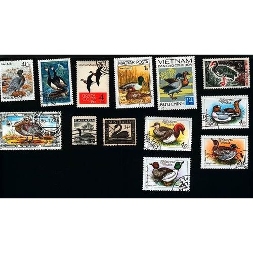 13 Timbres Palmipedes