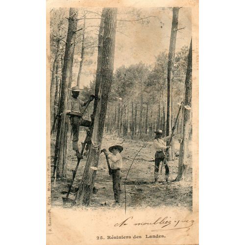Résiniers Des Landes (501)