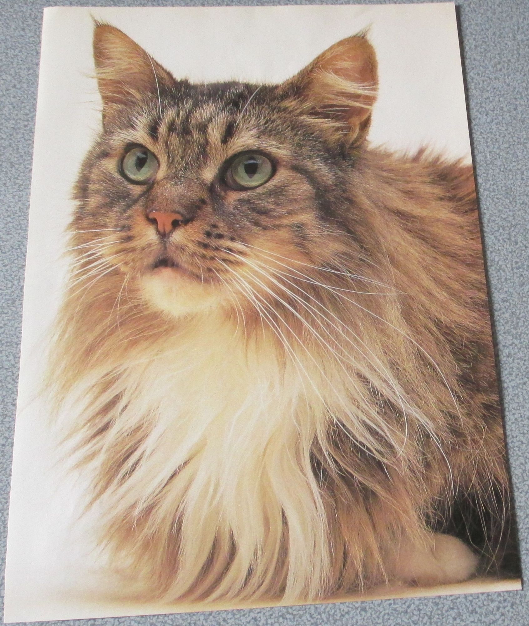 Feuille De Papier Avec Le Portrait D Un Beau Chat De Race Tigre Avec Une Fourrure A Longs Poils 21x30cm Pour Collection De Chats Ou Plaisir De L Image Rakuten