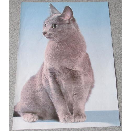 Feuille De Papier Avec Le Portrait DUn Beau Chat Gris Au Regard Vif Et Malicieux - Race : Le Bleu Russe - 21x30cm - Pour Collection De Chats Ou Plaisir De L'image