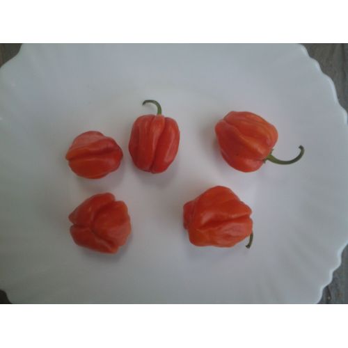 15 Graines De Piment Antillais, Habanéro Ou Capsicum Chinense Bio