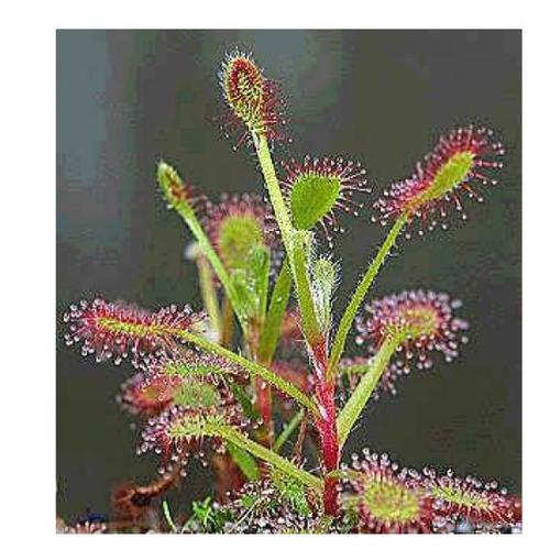 10 Graines Drosera Madagascariensis