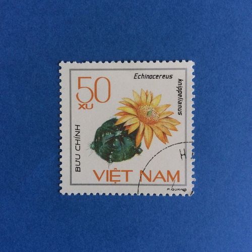 Vietnam - Cactus - Echinocereus