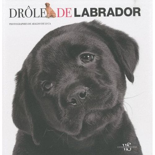 Drôle De Labrador