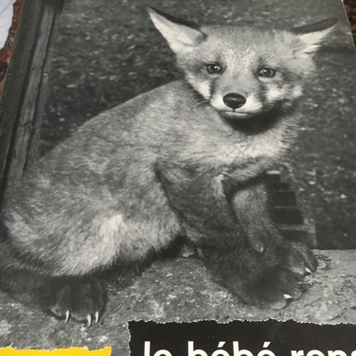 Pchiff Le Bebe Renard Rakuten