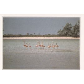 Bahamas, " L'île De Calcos ".