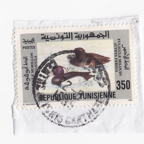 Timbre République Tunisienne : Fuligule Milouin Atthya Ferina Et Fuligule Morillon Aythya Tuligula ; 350