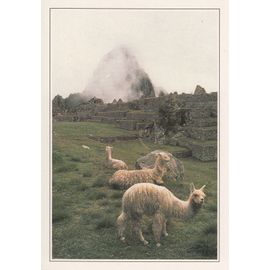 Machu Picchu, " Lamas ", Pérou.