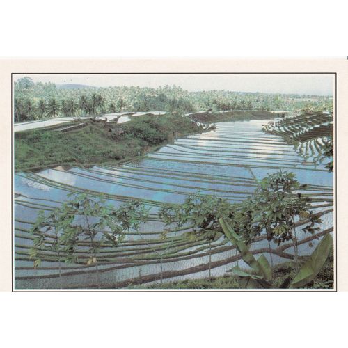 Bali, " Rizières De Manseke ", Indonésie .