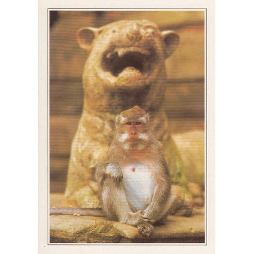 Indonésie, " Forêt De Singes ".